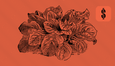 S4F Financial Status IUVO Group @ Savings4Freedom